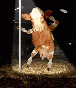 https://pics.fl0w.fr/images/2025/12/23/cow-pole.gif